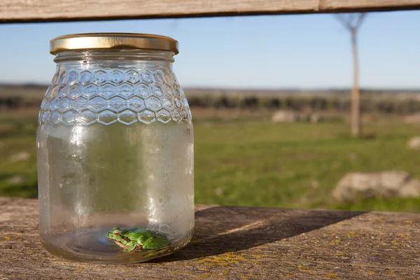 Kleiner Frosch Gefangen Einem Glas Kinderstreiche Naturkonzept — Stockfoto