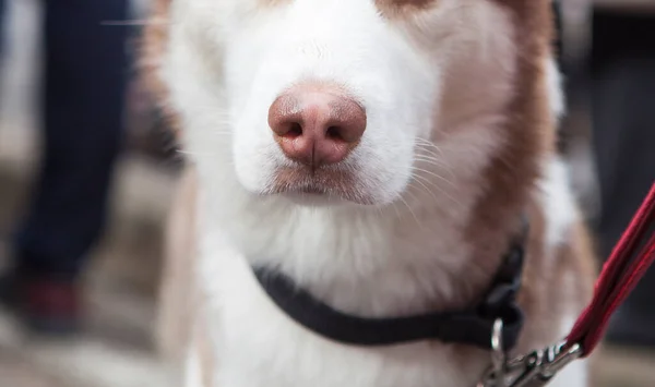 Detail Der Nassen Rosa Hundeschnauze Hellbrauner Sibirischer Husky — Stockfoto
