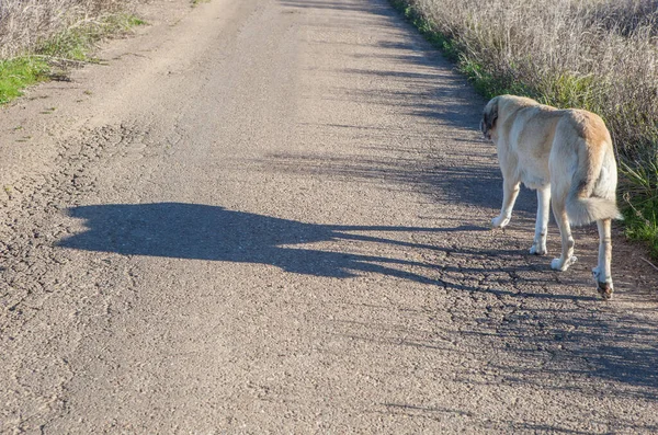 Tawny Spaanse Mastiff Lopen Lokale Weg Alleen Verlaten Honden Concept — Stockfoto