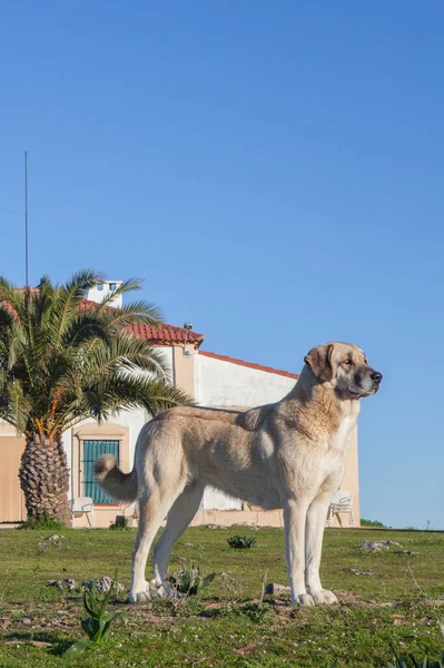 Tawny Hiszpański Mastif Ochraniający Wiejski Dom Doskonałe Rozległe Stany Rasy — Zdjęcie stockowe