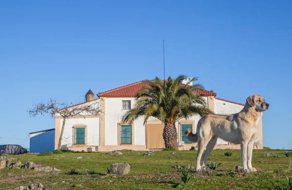 Tawny Spansk Mastiff Skyddar Ett Hus Landet Utmärkt Omfattande Stater — Stockfoto