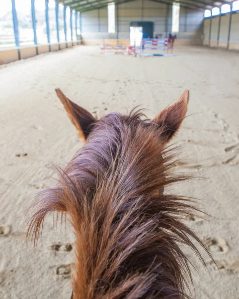在室内障碍训练课上训练马匹 从马背上看到的场景 — 图库照片