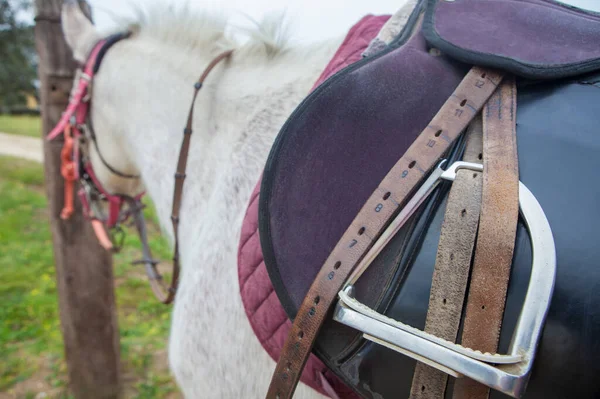 骑着鞍子的马 特写中的搅拌器和带子 — 图库照片