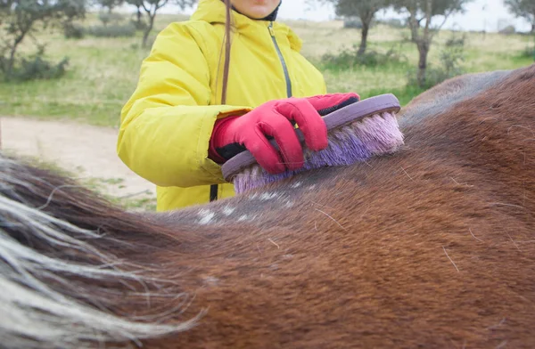 小女孩在刷马的腰 骑学校教育的概念 — 图库照片
