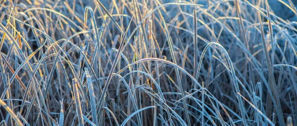 蜂窝草的霜冻叶子 西班牙埃斯特雷马杜拉寒冷的冬日日出 — 图库照片