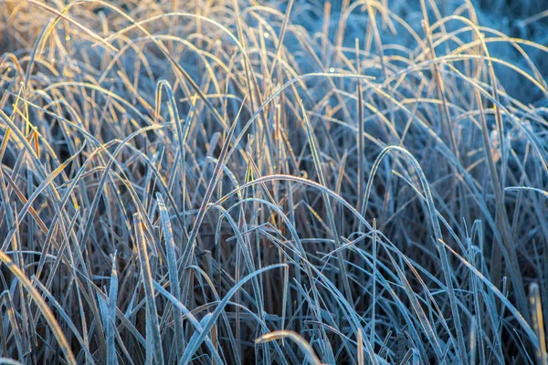 Frost Leaves Bulrush Cold Winter Sunrise Extremadura Spain — Stock Photo, Image