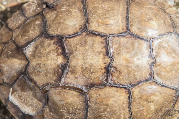 Guadiana spanish pond turtle shell. Natural light. Closeup