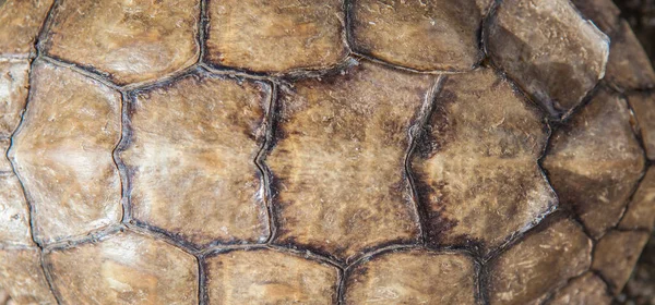 Гигантская Панцирь Испанской Черепахи Естественное Освещение Длинный Формат — стоковое фото