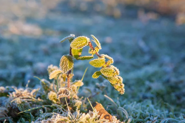 Frost plant of nettle, urtica urens. Shot done from floor a cold winter morning, Badajoz, Spain
