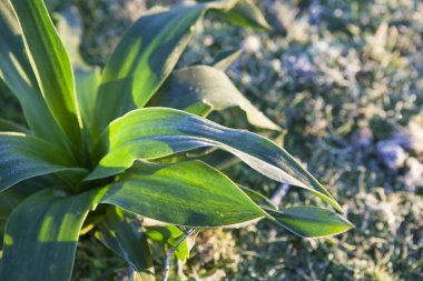 Drimia maritima ya da Squill 'in buz bitkisi. Soğuk bir kış sabahı yerden vurulmuş, Badajoz, İspanya