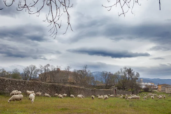 看着Soto Fermoso宫 一群羊在那里放羊 Abadia Caceres 西班牙 — 图库照片