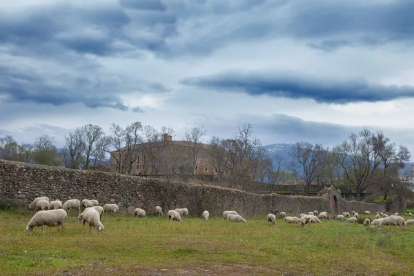 View Palace Soto Fermoso Flock Sheep Pastzing Аббас Касерес Испания — стоковое фото
