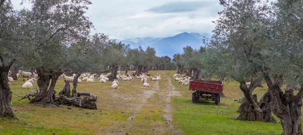 Ovejas Pastando Entre Olivos Alrededores Del Palacio Sotofermoso Abadia Cáceres — Foto de Stock