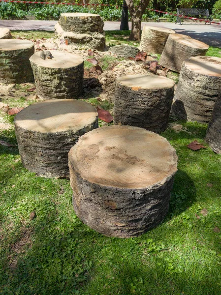 赤い椰子の悪の疫病に襲われたヤシの木 公園内の伐採された丸太の眺め — ストック写真