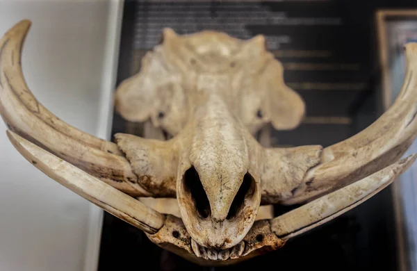 Coimbra Portugal Sept 6Th 2019 Common Warthog Skull Science Museum — 스톡 사진