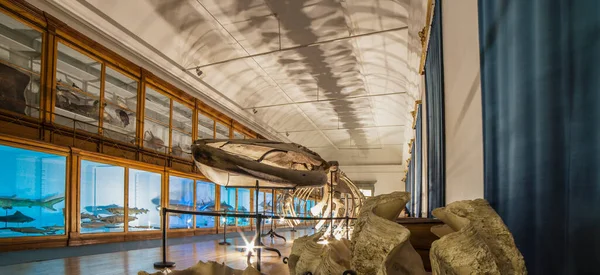 Коимбра Португалия Сентября 2019 Года Скелетон Музей Науки Университета Коимбры — стоковое фото