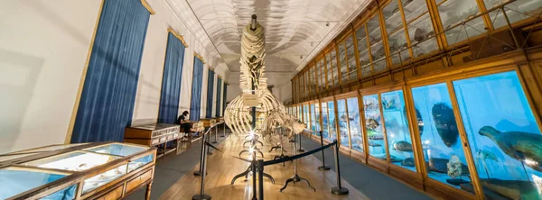 Coimbra Portugalia Września 2019 Szkielet Wieloryba Muzeum Nauki Uniwersytetu Coimbrze — Zdjęcie stockowe