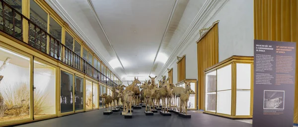 科英布拉 葡萄牙 2019年9月6日 科英布拉大学科学博物馆 自然史内阁 — 图库照片