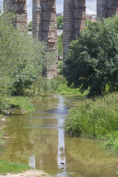 Glossy Ibis Albarregas Floden Los Milagros Aqueduct Bakgrunden Merida Extremadura — Stockfoto