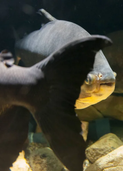 水族馆里的红色食人鱼或色拉莎草 有选择的重点 — 图库照片