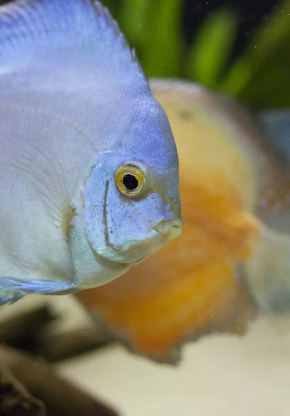 Symphysodon Discus Fish Especímenes Diamante Azul Ámbar — Foto de Stock