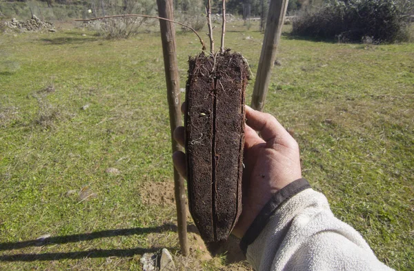 Tangan Jantan Dewasa Memegang Holm Oak Rootball Restocking Pegunungan — Stok Foto
