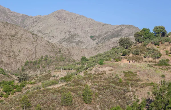 Plaatselijke Bewoner Gaat Naar Zijn Bergboomgaard Regio Las Hurdes Caceres — Stockfoto