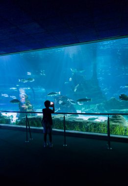 Barselona, İspanya - 28 Haziran 2023: Barselona, Katalonya, İspanya 'daki akvaryumu ziyaret eden çocuk