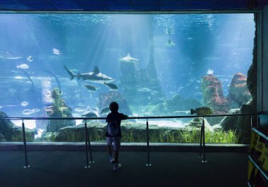 Barselona, İspanya - 28 Haziran 2023: Barselona, Katalonya, İspanya 'daki akvaryumu ziyaret eden çocuk