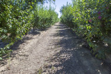 Las Vegas Altas del Guadiana, Badajoz, İspanya 'da siyah altın erik fidanlığı