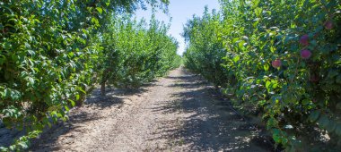 Las Vegas Altas del Guadiana, Badajoz, İspanya 'da siyah altın erik fidanlığı