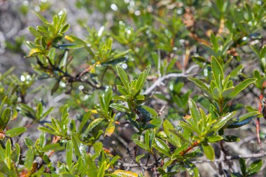 Cistus ladanifer sulcatus veya sakız rockrose, Cabo Sardao sahilinin Lusitanian endemizmi, Ponta do Cavaleiro, Sao Teotonio, Portekiz