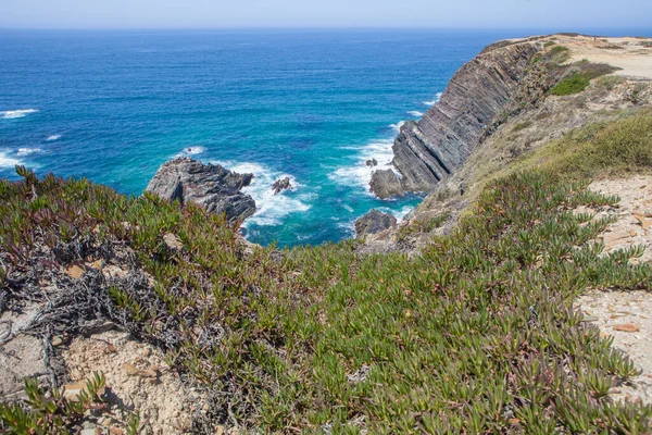 Hottentot-fig growing on the edge of the cliff. Cabo Sardao coast, Ponta do Cavaleiro, Sao Teotonio, Portugal