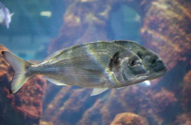 Yaldızlı çipura ya da Sparus aurata grup halinde yüzer, tek başına.