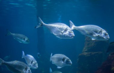 Yaldızlı çipler ya da Sparus aurata grup halinde yüzüyor, tek başına.