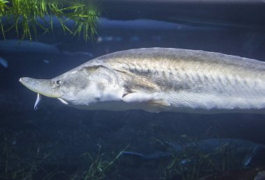 Beluga mersin balığı ya da Huso huso yalnız yüzüyor.
