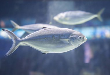 Pompano balığı veya trachinotus ovatus grup halinde yüzüyor