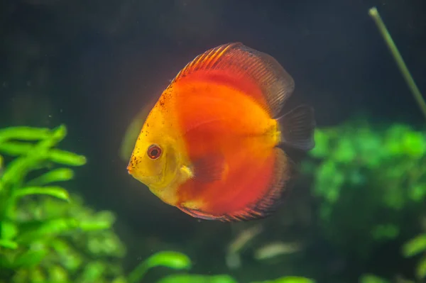 Red marlboro discus fish or symphysodon discus swimming alone