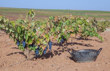 Sarmaşığa yakın kova hasat ediyorum. İspanya, Tierra de Barros 'un kırmızı kil tarlaları