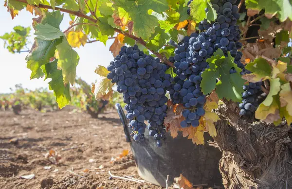 Harvesting Bucket Close Vine Grape Harvest Season Scene — Stock Photo, Image