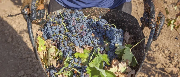 Grape Picker Holds Bucket Full Red Bunches Grape Harvest Season — Stock Photo, Image