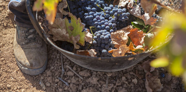 Grape picker working with harvesting bucket on the ground. Grape harvest season scene