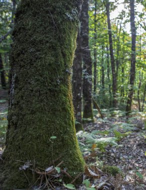 Sierra de Gata Ormanı. Janona Dağı 'nın güney yamacı, Gata, Caceres, İspanya