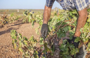 Üzüm toplayıcısı hasat mevsiminde çalışıyor. Ön planda asma sandık