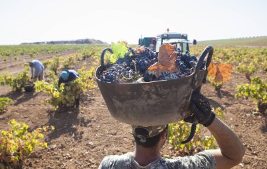 Üzüm hasatçısı kovayı kafasında karavana taşıyor. Üzüm toplama sezonu sahnesi