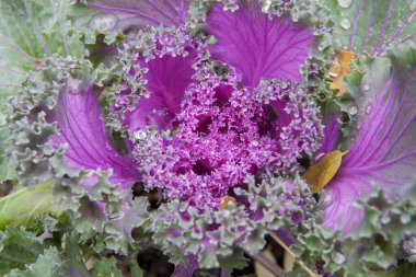 Kışın süs bitkisi olarak kullanılan Brassica oleracea. Mor çiçekler çiy damlalarıyla çiçek açıyor.