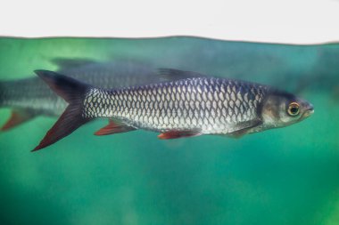 Sultan balığı veya Leptobarbus hoevenii, Güneydoğu Asya 'daki tatlı su habitatlarına özgü cyprinid balığı.. 