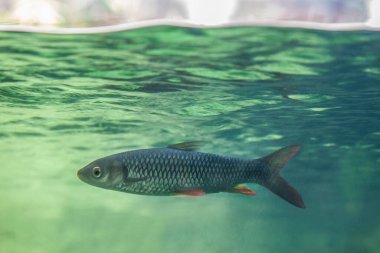Sultan balığı veya Leptobarbus hoevenii, Güneydoğu Asya 'daki tatlı su habitatlarına özgü cyprinid balığı.. 