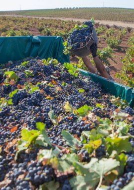 İşçi kovasını karavana boşaltıyor. Üzüm toplama sezonu sahnesi