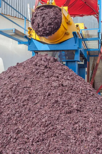 Expulsion of the pomace at winemaking factory. Economical source for cosmetic, pharmaceutical and food industries as antioxidant